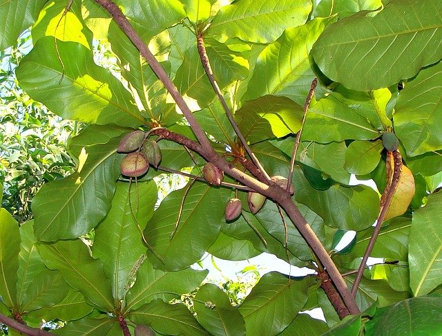 Almond Tree