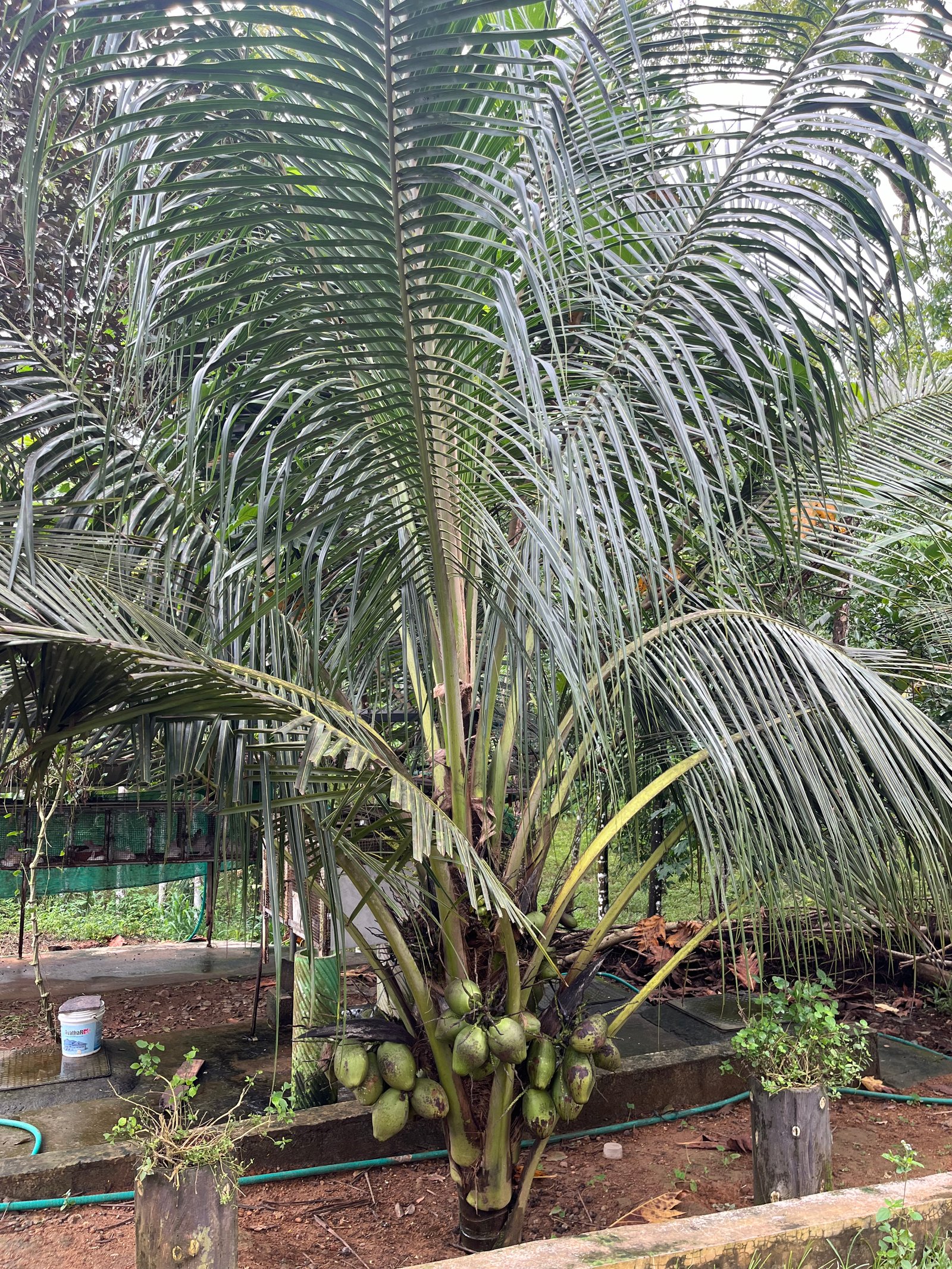 Coconut Plant