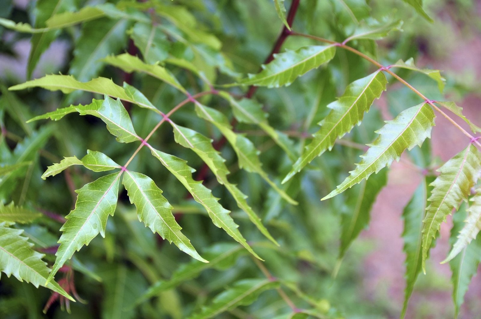 Neem Tree